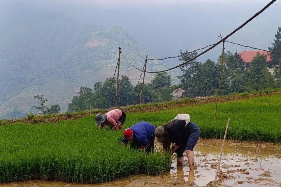 Solo female travel in Vietnam, planting rice in Sapa.