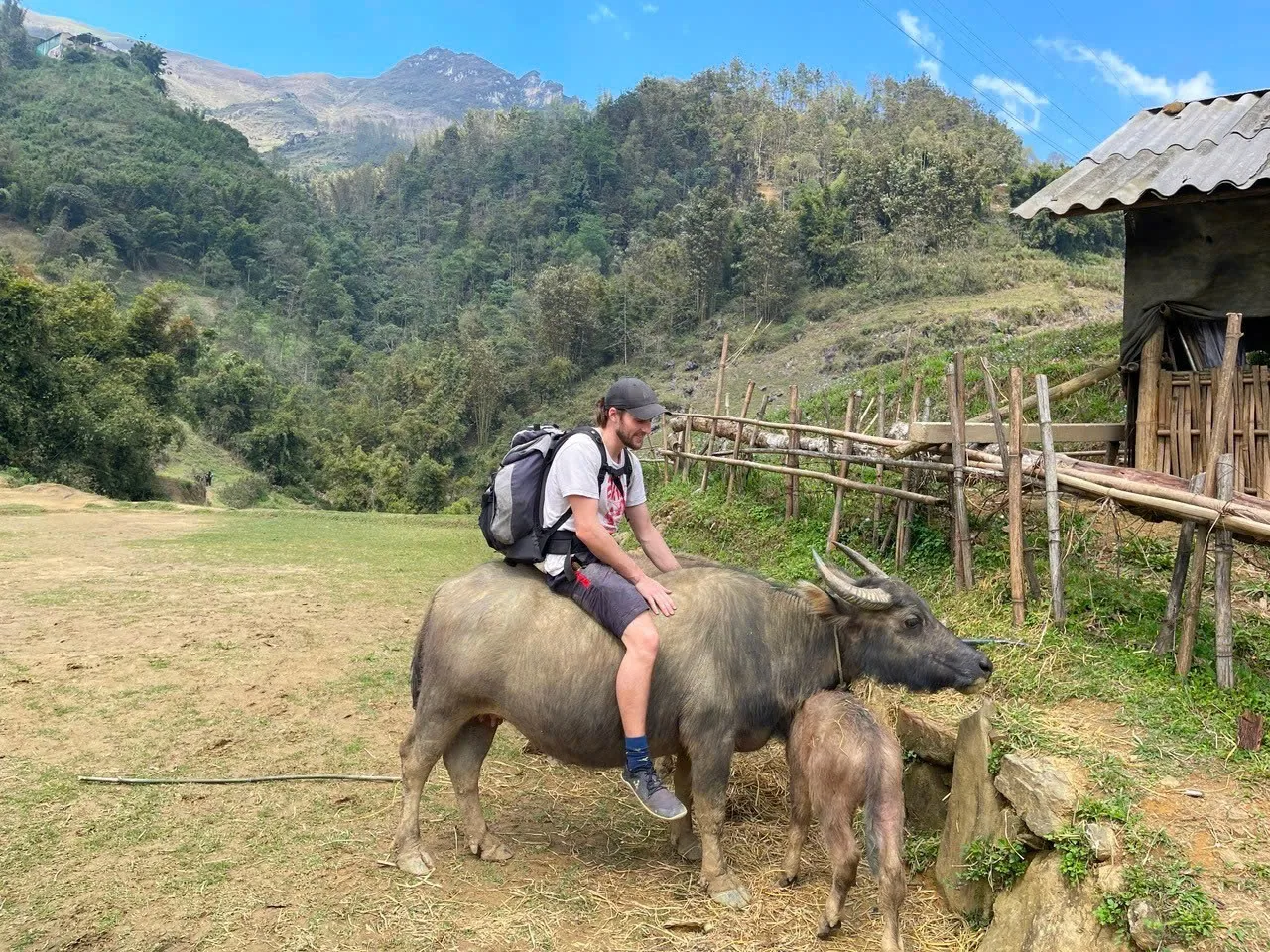 A trekker sitting on a water buffalo beside its calf in a mountain valley in northern Vietnam
